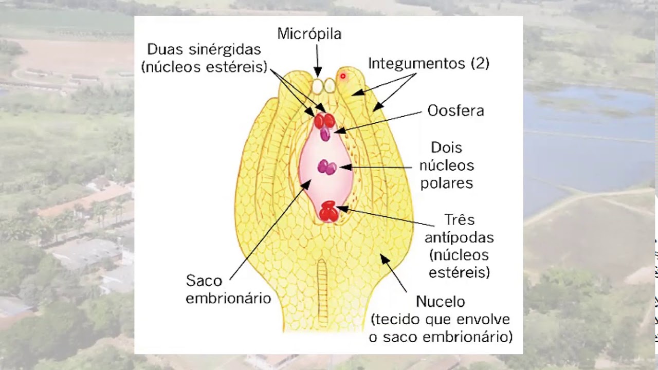 VIDEO AULA PROCESSO DE FORMAÇÃO DA SEMENTE