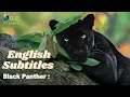 The Real Black Panther Documentary 2021 [English Subtitles] - Our Climate .