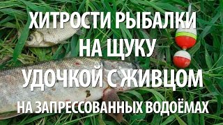 Ловля щуки и окуня на живца осенью