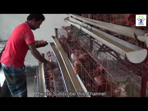 লেয়ার মুরগি পালন ব্যবসা শুরু করবেন কিভাবে  - Layer Chicken Farming in Bangladesh