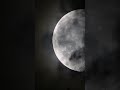 Bat or bird in the moonlight? 🤔 #moon #bat #bird #clouds
