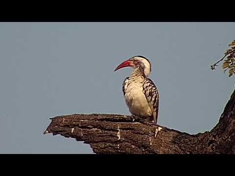 Djuma: Red-billed Hornbill doing courtship dance - 13:30 - 06/23/20