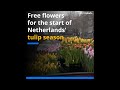 Free Flowers For The Start Of Netherlands Tulip Season