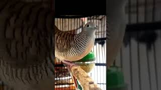 Download lagu Suara burung perkutut manggung kutut bekur kutut birahi mp3