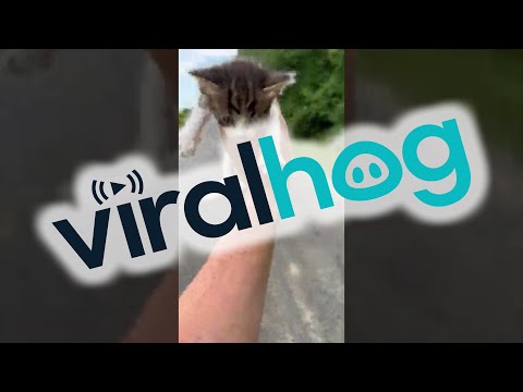 Guy Saving a Kitten Gets Ambushed by a Group of Them || ViralHog