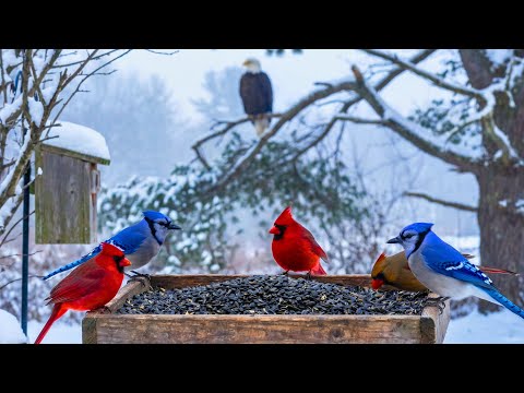 🔴 Winter Bird Feeder 24/7 ❄️ Cardinals & Blue Jays Feeding | Cat TV, Relax & Sleep