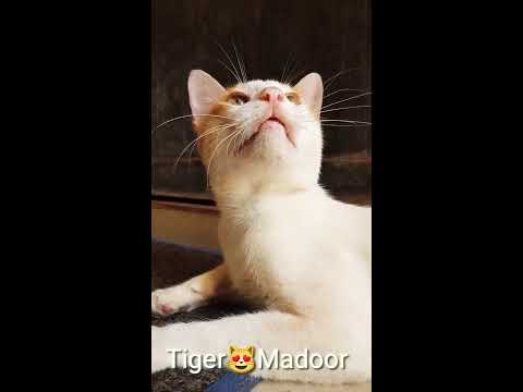#TigerMadoor #BigCat Tiger Madoor