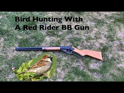 YouTube video about: Can a red ryder kill a bird?