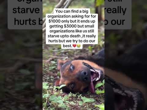 please donate to save him.  link in bio #dogs #rescuedog #florida #usashorts #short #dobie #doberman