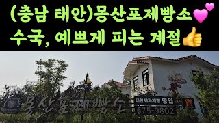 (충남 태안)몽산포제빵소???? 수국, 예쁘게 피는 계절????
