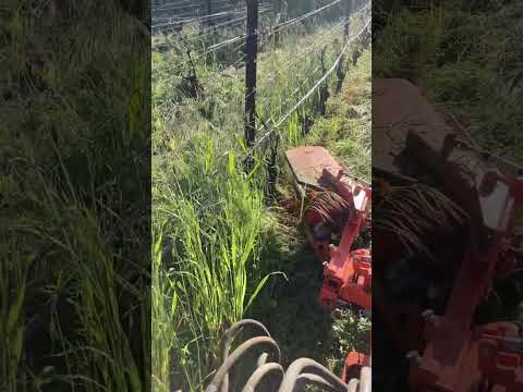 Rinieri SRV in tall grass