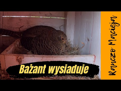Bażant złocisty wysiaduje. Golden pheasant hatching. El faisán dorado está eclosionando#135