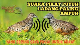 Download lagu 🔴Suara pikat puyuh/gemek yang paling ampuh yang sering saya pakai mp3