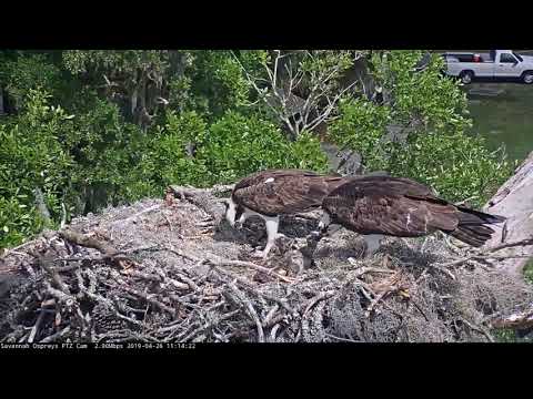 Male Osprey Delivers Third Fish Of The Morning To Savannah Nest – April 26, 2019