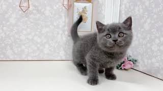 ブリティッシュショートヘアの動画01