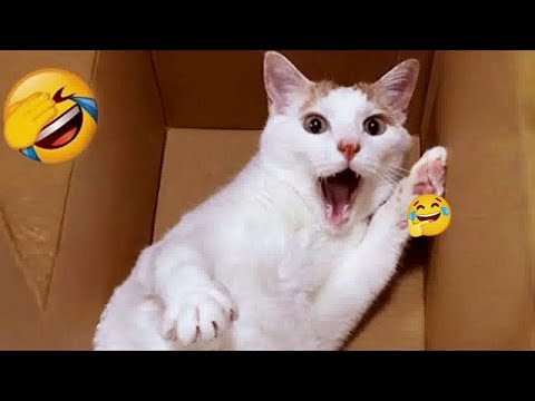 You Laugh You Lose🤣🐈Funniest Dogs and Cats 2025😻😹