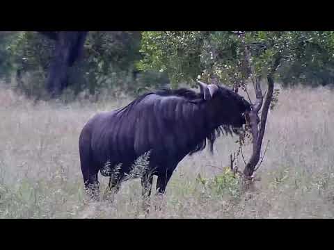 Djuma: Wildebeest bull and then Impalas - 10:29 - 12/29/21