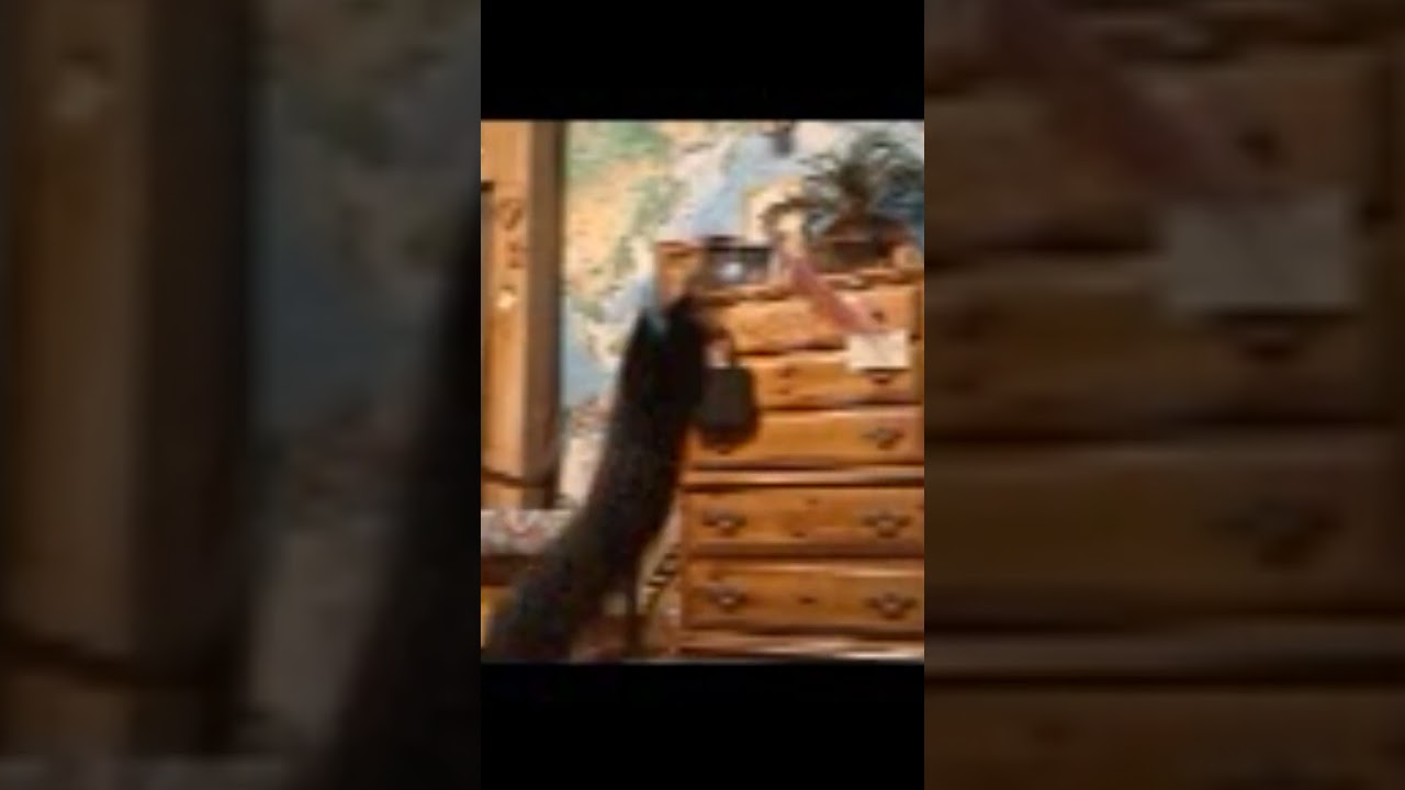 Boris, a ADOPTABLE Domestic Short Hair in CANONSBURG, PA video 6/6