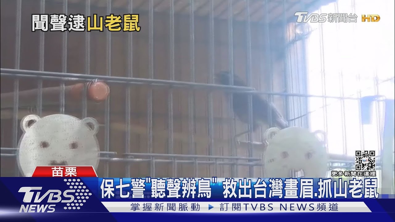 保七警「聽聲辨鳥」 救出台灣畫眉、抓山老鼠