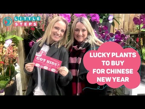 download lagu mp3 mp4 Flowers To Buy For Chinese New Year, download lagu Flowers To Buy For Chinese New Year gratis, unduh video klip Flowers To Buy For Chinese New Year