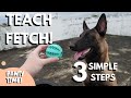 How To Teach Fetch In 3 Simple Steps