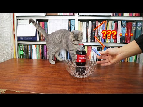 猫が初めてメントスコーラを見るとこうなります。