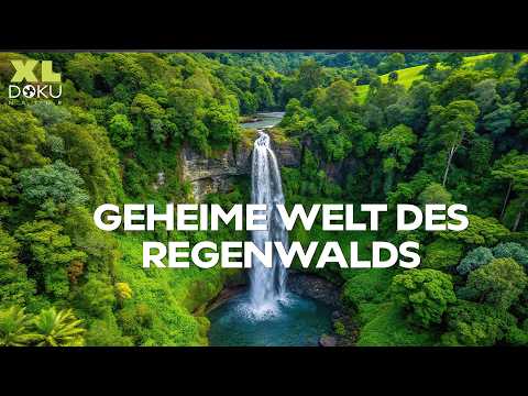 Geheimnisse im Atlantischen Regenwald | Brasilien Expedition | XL Naturdoku