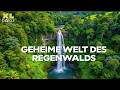 Geheimnisse Im Atlantischen Regenwald Brasilien Expedition XL Naturdoku