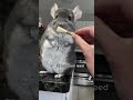 Cute Chinchilla holds random objects