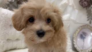 ハーフ犬の動画01