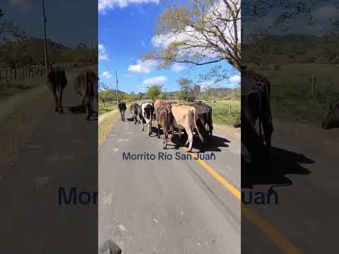Ganaderia Morrito Río San Juan #ganaderia #ganado #ganadero #ganaderos #ganadolechero