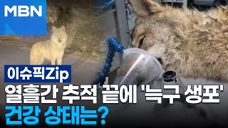 열흘간 추적 끝에 '늑구 생포', 건강 상태는? | 이슈픽 zip