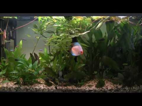 Setting up a Tropical Freshwater Aquarium