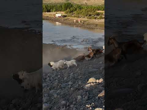 Chivas de Veranada - Epu Lauquen - Neuquen