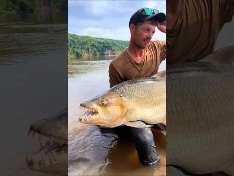 Bạn có thể tìm thấy gì ở sông Amazon?