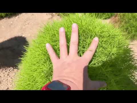 ビアードフラワー「ヘブンリーブルー」 植物