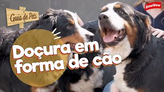 Seria o BERNESE o cachorro mais amável que existe? | Guia de Pets