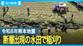 熊本地震で断層が出現した水田で稲刈り　熊本・八代