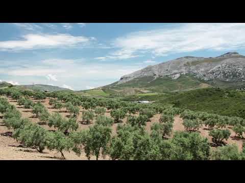 Olive Oil | Maroon Group HI&I