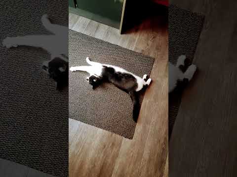 She is showing her love and affection#cat #catlovers #cats #catlover #catvideos #mono