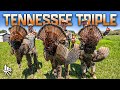 3 Turkeys In 1 Morning Hunt Tennessee Gobblers