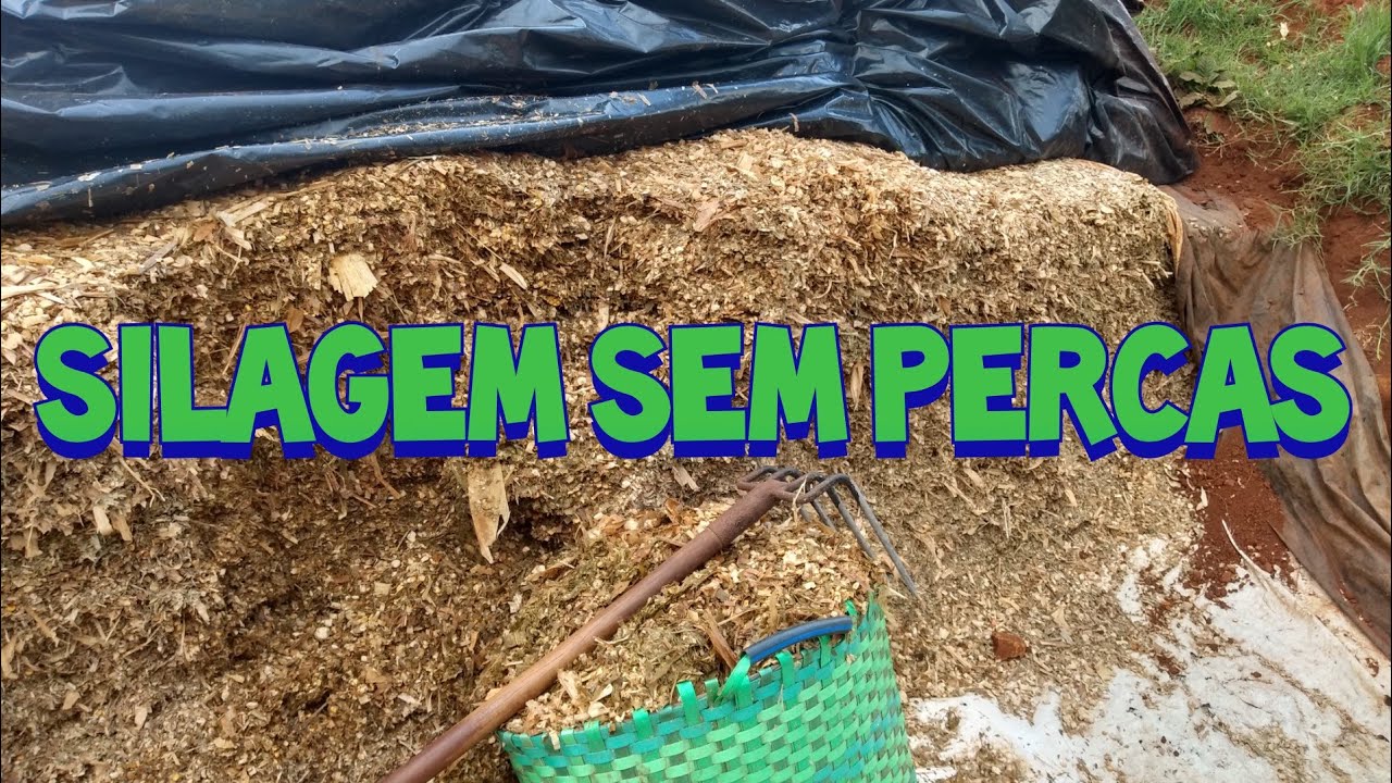 Como não ter percas na silagem