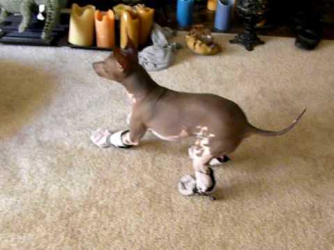 อเมริกัน แฮร์เลส เทอร์เรีย