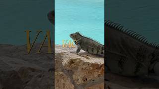 Looking For The Perfect Caribbean Cruise Itinerary? Check Out The ABC Islands!