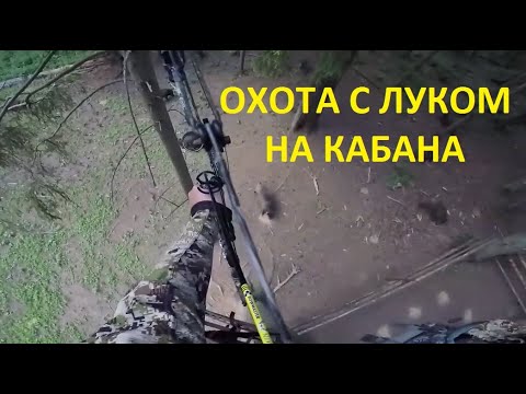 Охота с луком на кабана