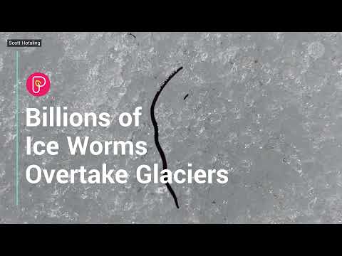 Glacier ice worms