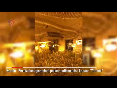 Tjetër “shtëpi bari”, arrestohet djali i policit të ndjerë. Si u zbulua kultivimi i lëndës narkotike