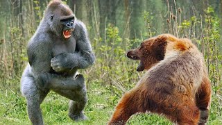 Gorilla Vs Bear Fight - Bear Vs Gorilla Comparison - PITDOG