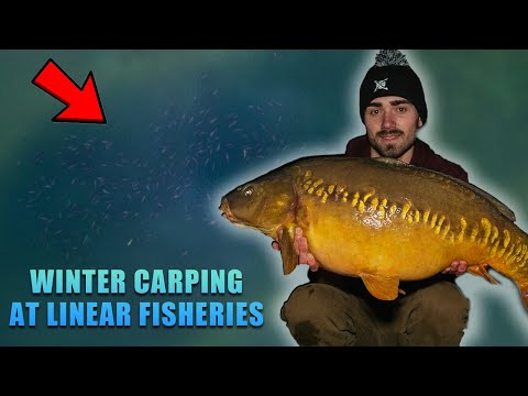 BEATING THE FREEZE - Winter carp fishing at Linear Fisheries with Lewis Brown