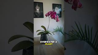 Should you water an Orchid with ice cubes? #plantcaretips #plantcare #orchid #orchidcare